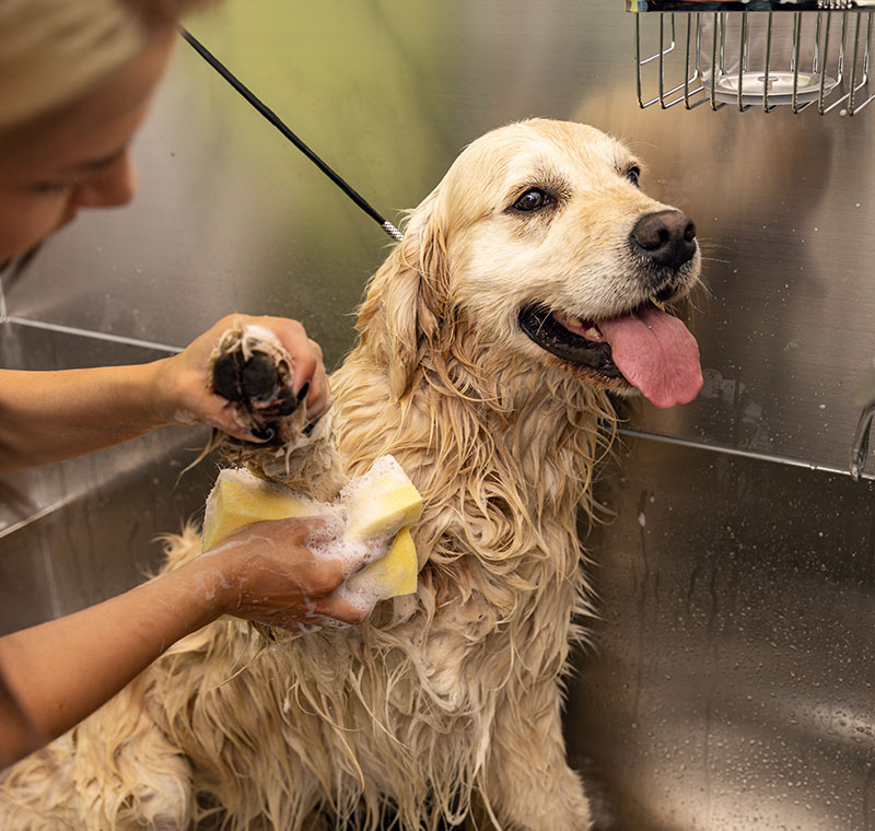 Dog Bathing Service, San Diego, CA