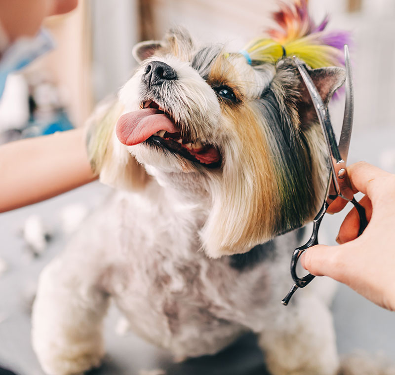 Dog Grooming Hair Cut, San Diego, CA
