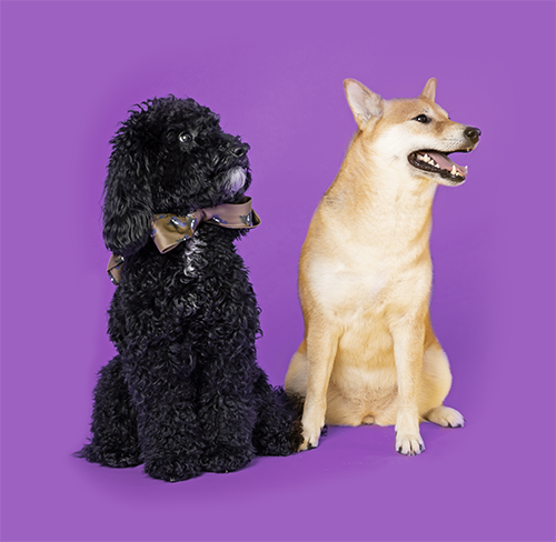 Dog Grooming Services, San Diego, California