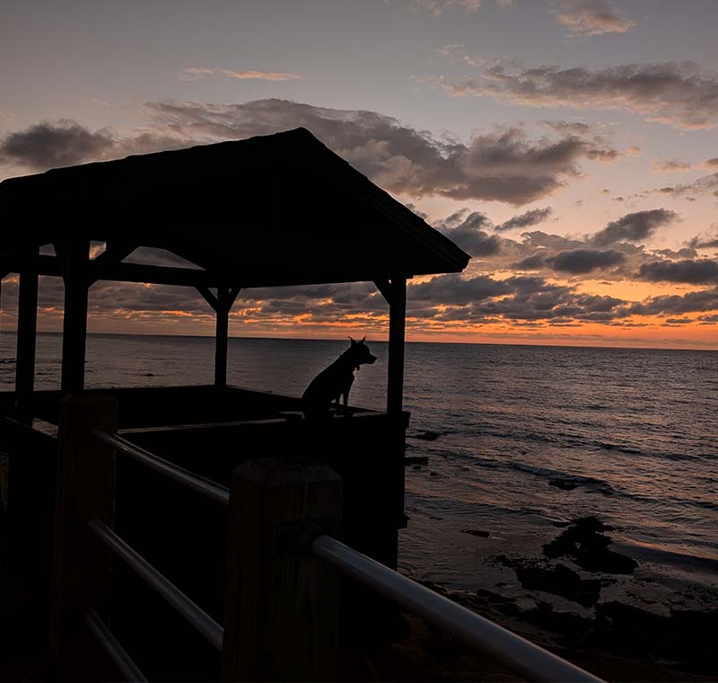 Mobile Dog Grooming in La Jolla, California