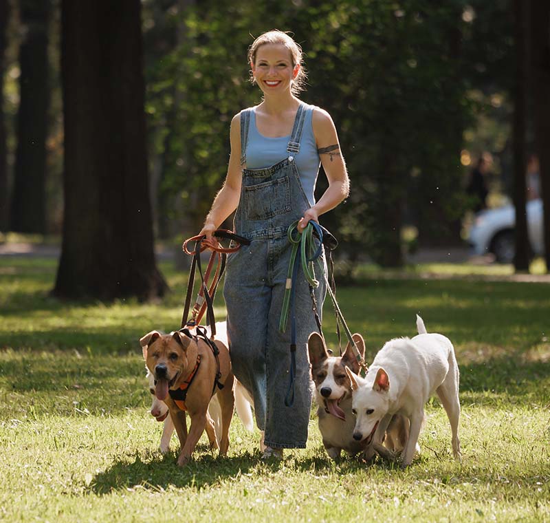 Mobile Dog Grooming in Mira Mesa, San Diego, CA