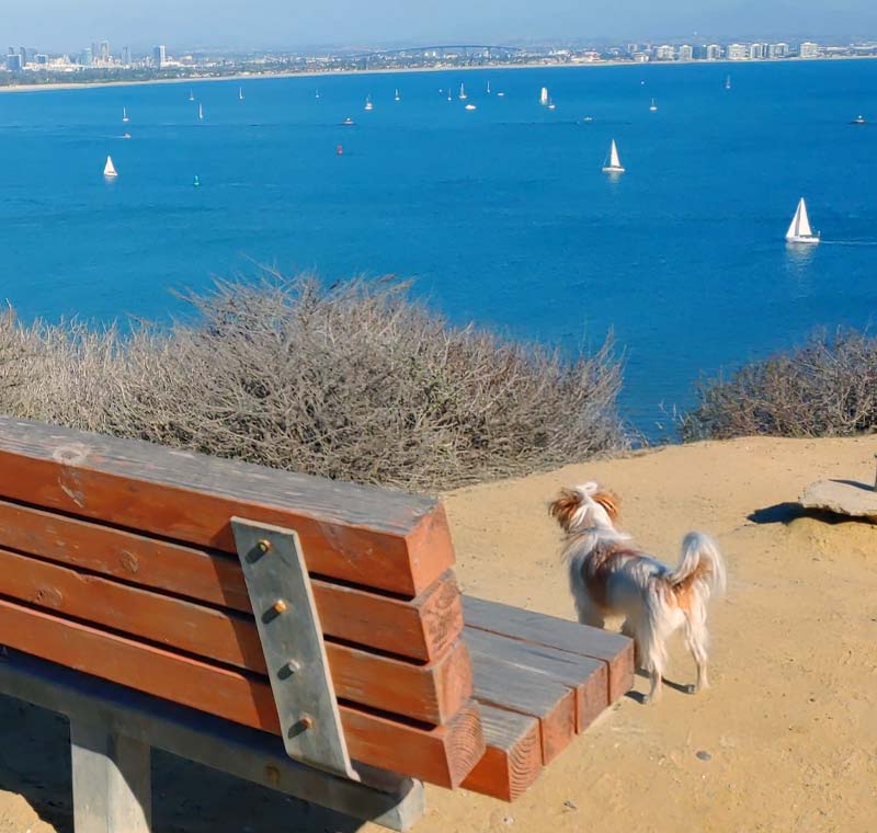 Mobile Dog Grooming in Point Loma, San Diego, CA