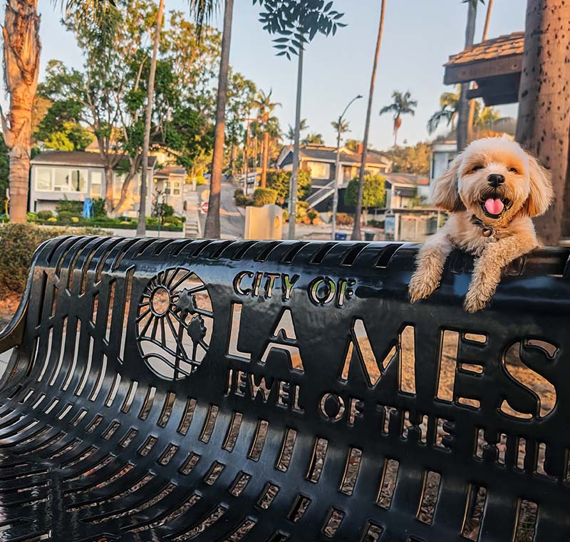 Mobile Dog Grooming La Mesa, San Diego