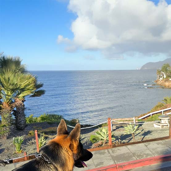 Mobile Dog Grooming Bird Rock, San Diego