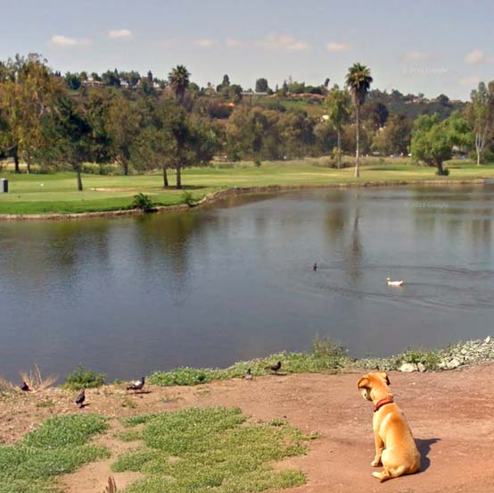 Mobile Dog Grooming in Bonita, San Diego