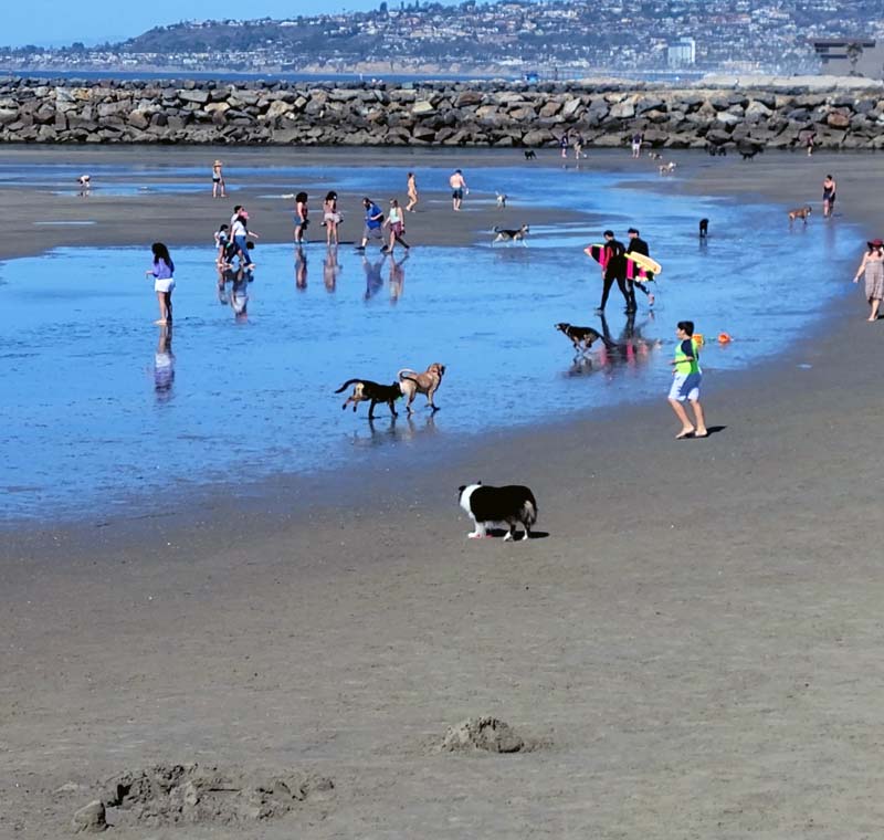 Mobile Dog Grooming in Ocean Beach, San Diego
