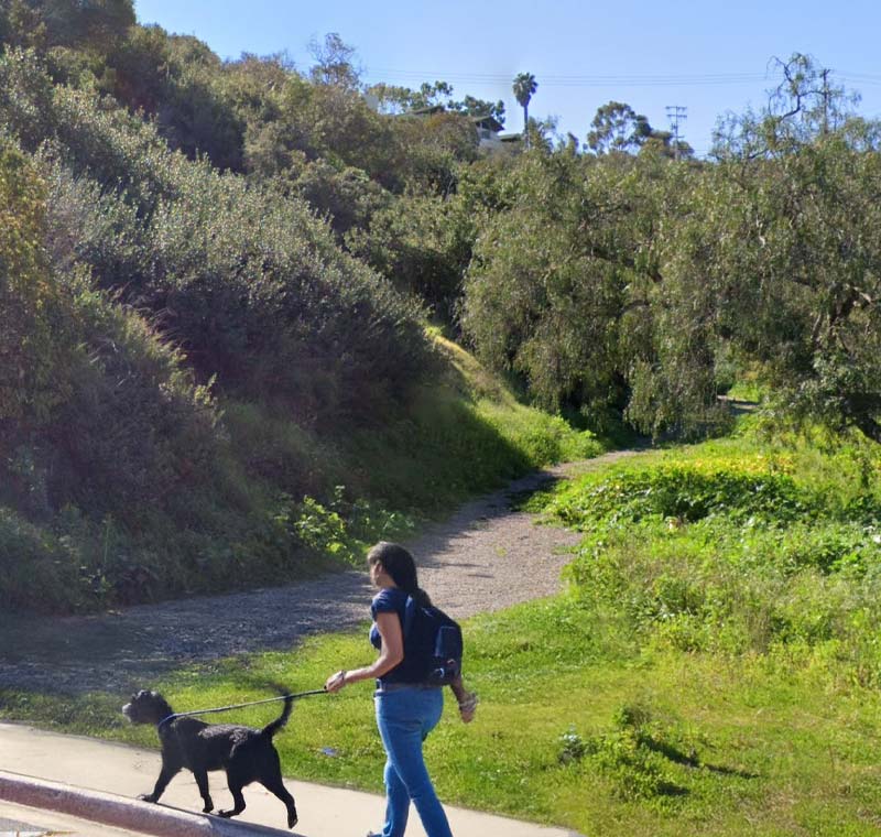 Mobile Dog Grooming in University Heights, San Diego