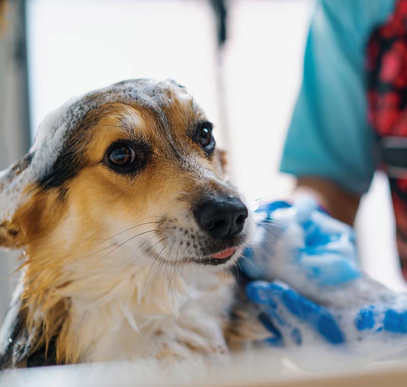 Breed-Specific Dog Grooming