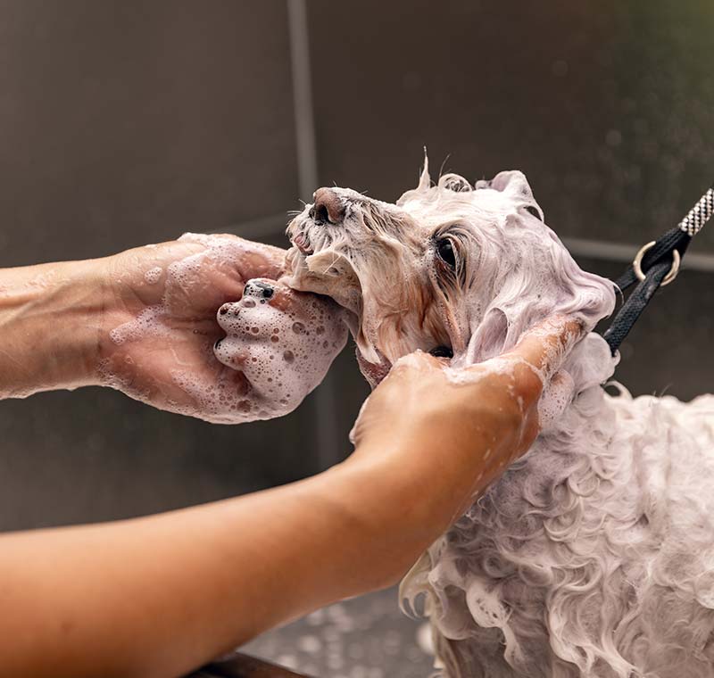 Dog Grooming Premium Products