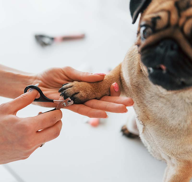 Dog Nail Trimming in San Diego, CA
