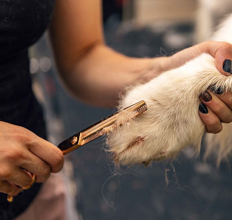 Dog Paw Grooming