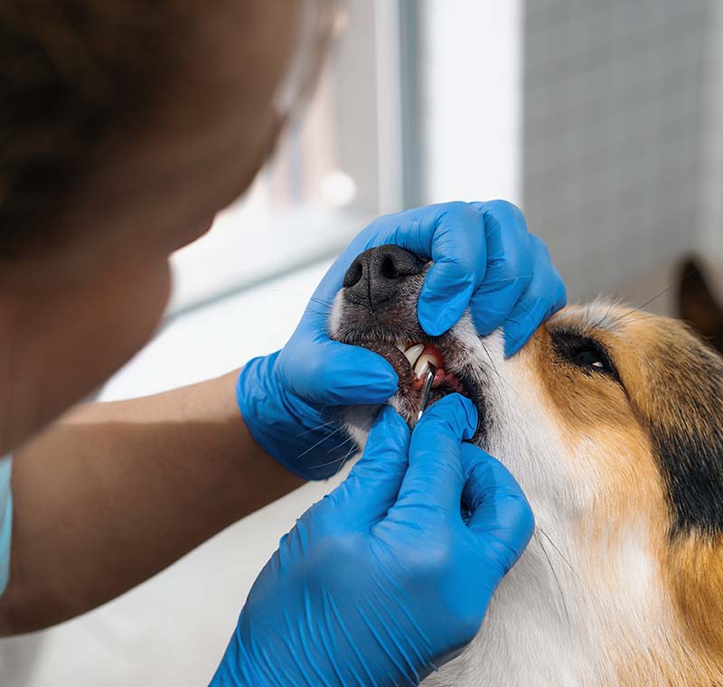 Dog Teeth Cleaning Service