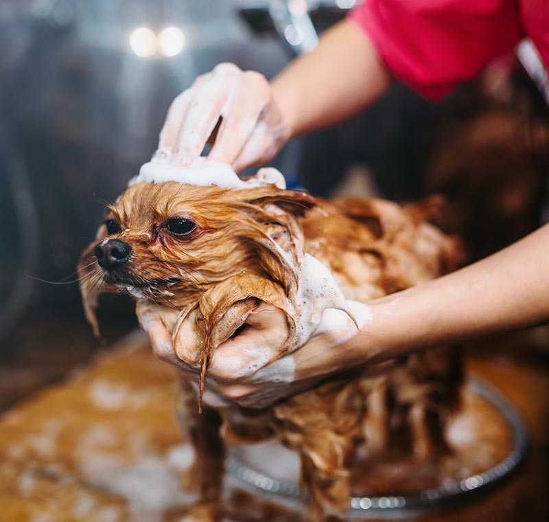 Dog Wash, San Diego