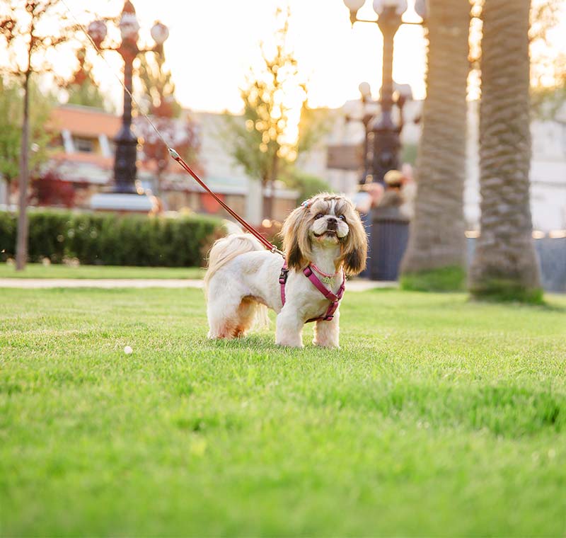 Mobile Dog Baths in San Diego, CA