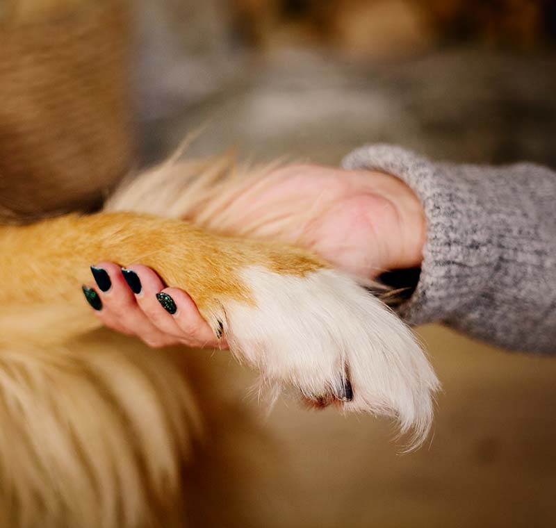 Dog Nail Trimming in Chula Vista, San Diego County, CA