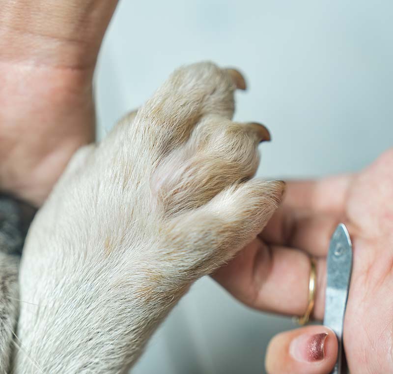 Dog Nail Trimming in Coronado, San Diego County, CA