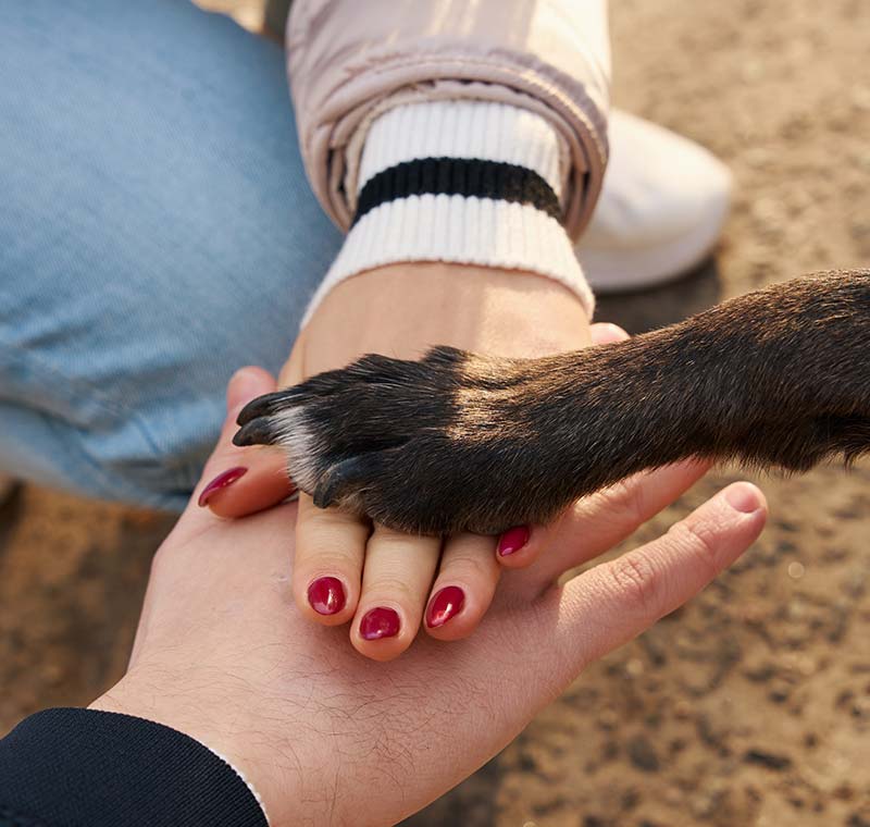 Dog Nail Trimming in La Jolla, San Diego County, CA