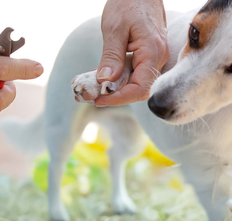 Dog Nail Trimming in La Mesa, San Diego County, CA