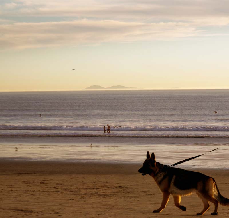 Dog Wash in Coronado, CA