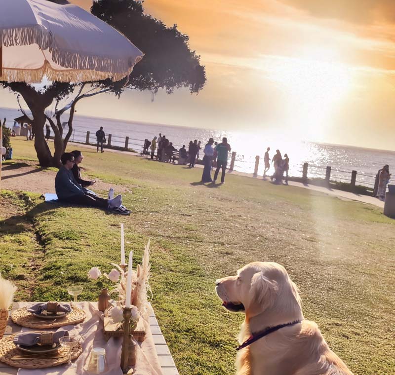 Pet Grooming in La Jolla, California