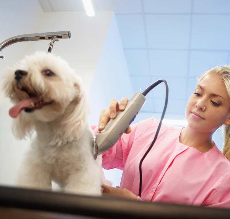 Local Pet Grooming Service in San Diego, CA