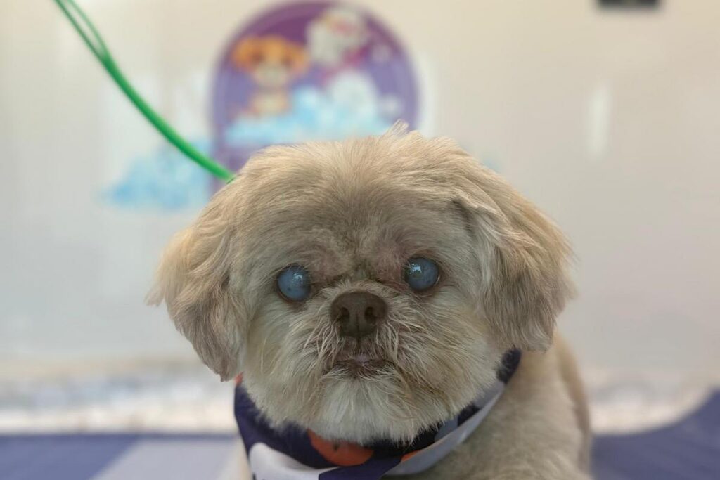 Older dog grooming